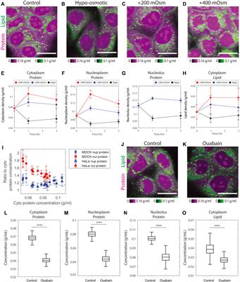 The uniformity and stability of cellular mass density in mammalian cell culture